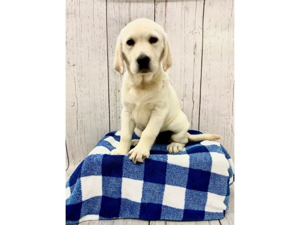 Golden Labrador-DOG-Female-Yellow-21230-Petland Fort Myers, Florida