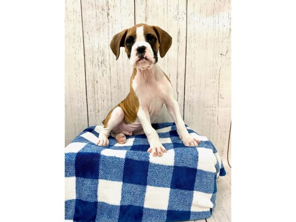 Boxer DOG Male Fawn & White 21236 Petland Fort Myers, Florida