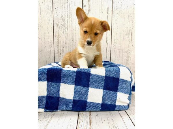 Pembroke Welsh Corgi DOG Male Red & White 21235 Petland Fort Myers, Florida