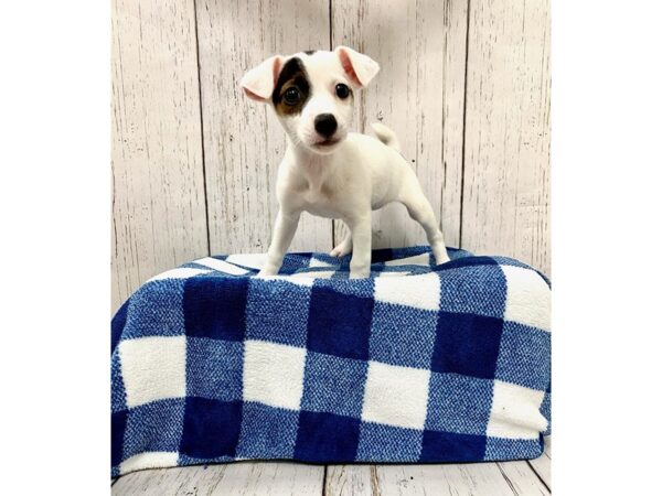 Jack Russell Terrier-DOG-Female-Brown & White-21237-Petland Fort Myers, Florida