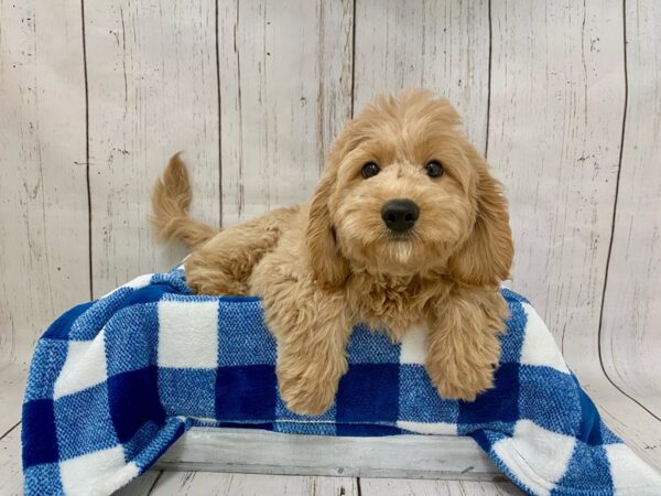 Goldendoodle Mini 2nd Gen DOG Male Apricot 21251 Petland Fort Myers, Florida