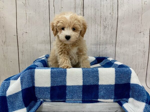 Pekingese/Poodle DOG Male Cream & White 21246 Petland Fort Myers, Florida