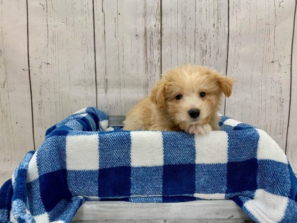 Pekingese/Poodle-DOG-Male-Cream & White-21245-Petland Fort Myers, Florida