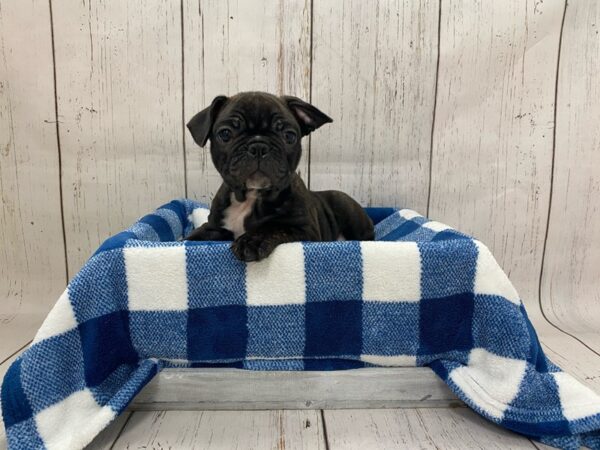 Frenchton DOG Male Black 21262 Petland Fort Myers, Florida