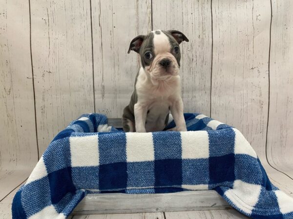 Boston Terrier DOG Male Grey & White 21258 Petland Fort Myers, Florida