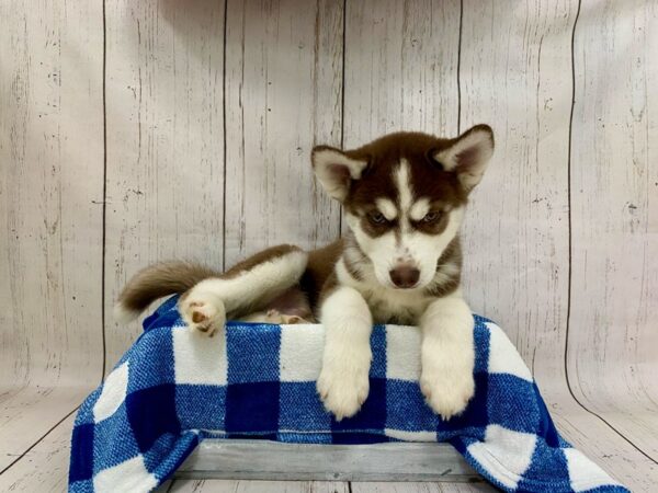 Siberian Husky DOG Male Red & White 21254 Petland Fort Myers, Florida