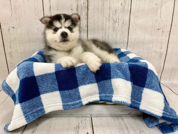 Pomsky-DOG-Female-Black & White-21256-Petland Fort Myers, Florida