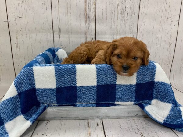 Cava Poo-DOG-Female-Red-21255-Petland Fort Myers, Florida