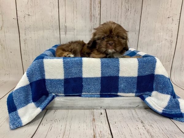 Shih Tzu DOG Male Chocolate 21260 Petland Fort Myers, Florida