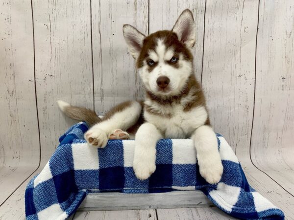 Siberian Husky-DOG-Male-Red & White-21250-Petland Fort Myers, Florida