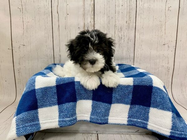 Havanese DOG Male Black & White 21259 Petland Fort Myers, Florida