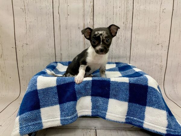 Chihuahua DOG Female Blue Merle 21243 Petland Fort Myers, Florida