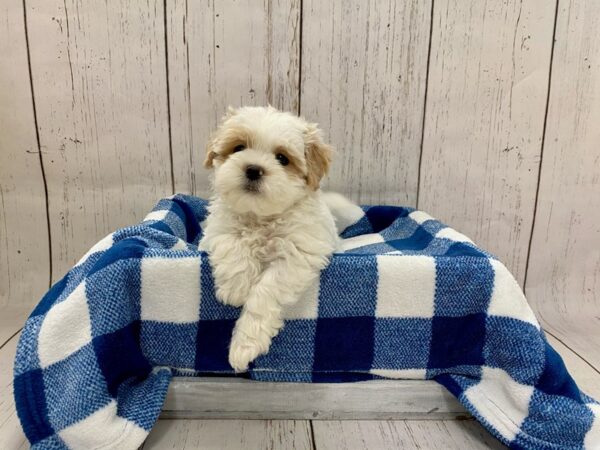 Teddy Bear-DOG-Male-Brown & White-21278-Petland Fort Myers, Florida