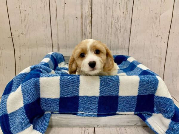 Cava Chon-DOG-Male-Blenheim-21277-Petland Fort Myers, Florida