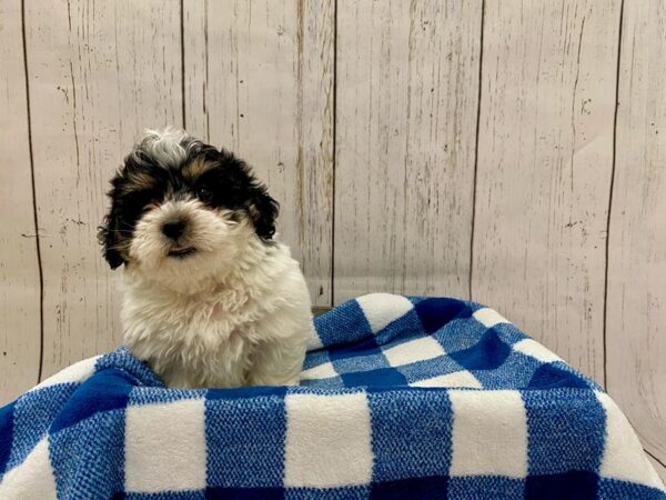 Bernadoodle-DOG-Male-Black Tri-21276-Petland Fort Myers, Florida