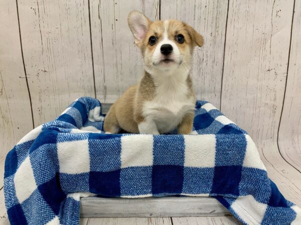 Pembroke Welsh Corgi DOG Female Sable 21268 Petland Fort Myers, Florida