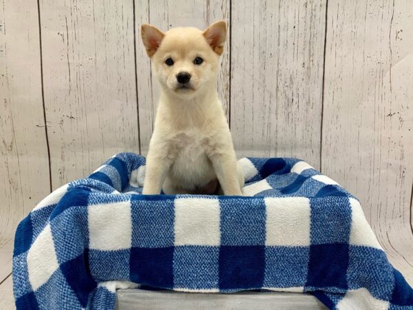 Shiba Inu DOG Female Cream 21272 Petland Fort Myers, Florida