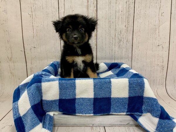 Chihuahua/Mini Aussie-DOG-Male-Black Tri-21267-Petland Fort Myers, Florida