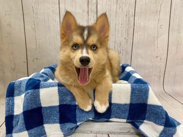 Pomeranian/Siberian Husky DOG Male Brown & White, Blue Eye 21263 Petland Fort Myers, Florida