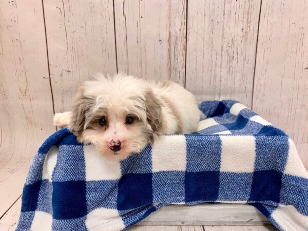 Miniature Poodle/Australian Shepherd-DOG-Male-Blue Merle-21264-Petland Fort Myers, Florida