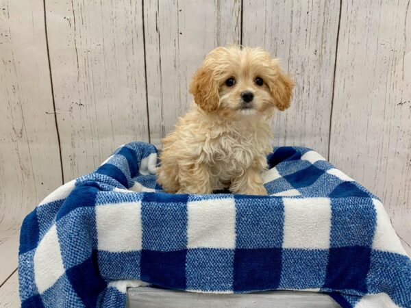 Cavapoo-DOG-Male-Red-21265-Petland Fort Myers, Florida