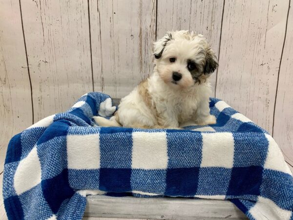 Teddy Bear-DOG-Female-Tri-21275-Petland Fort Myers, Florida