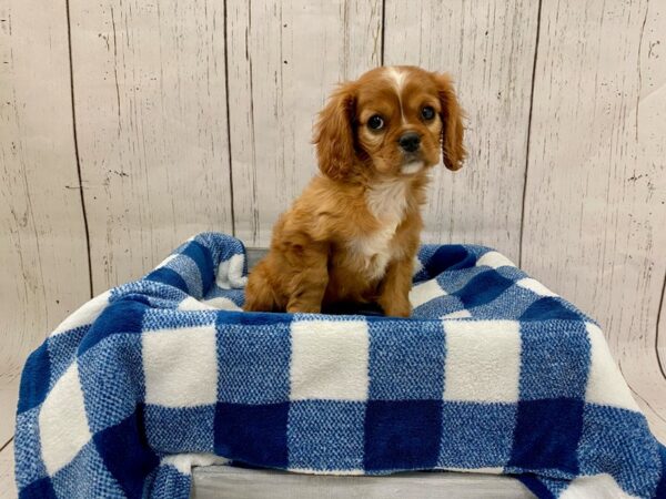 Cavalier King Charles Spaniel DOG Female Ruby 21270 Petland Fort Myers, Florida