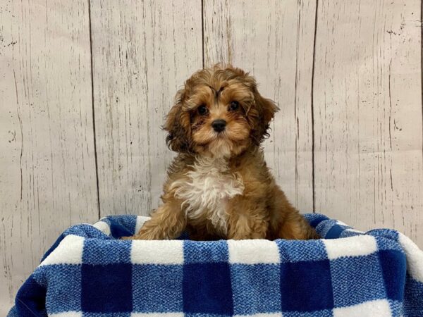 Cavalier King Charles Spaniel/Poodle-DOG-Male-Chocolate Merle-21286-Petland Fort Myers, Florida