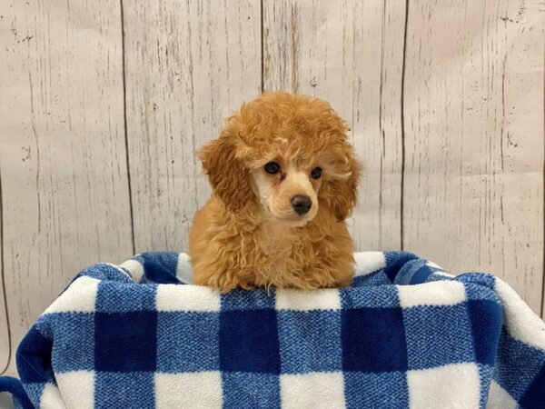 Poodle DOG Female Ruby 21285 Petland Fort Myers, Florida