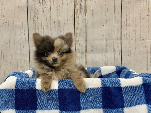 Pomeranian DOG Male Blue Merle 21287 Petland Fort Myers, Florida