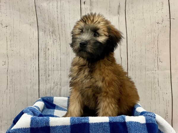 Soft Coated Wheaten Terrier DOG Male Wheaten 21288 Petland Fort Myers, Florida