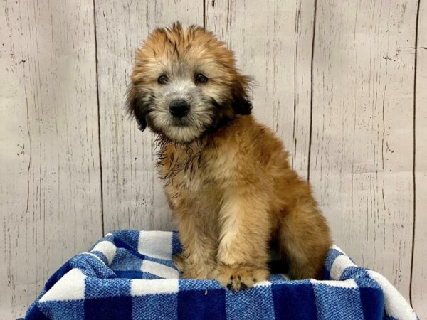 Soft Coated Wheaten Terrier-DOG-Female-Wheaten-21289-Petland Fort Myers, Florida