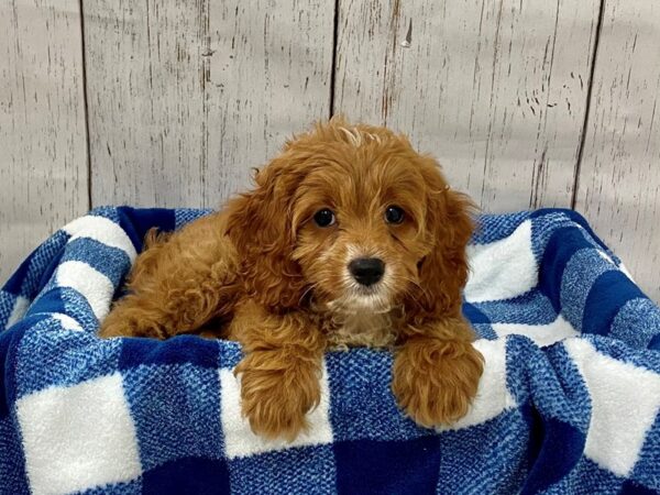 Cocker Spaniel/Poodle Cross DOG Female Red & White 21291 Petland Fort Myers, Florida