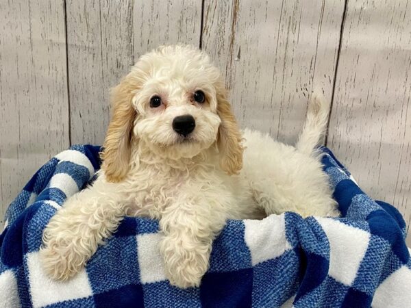 Cavadoodlepoo-DOG-Female-White & Apricot Parti-21297-Petland Fort Myers, Florida