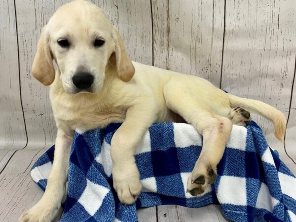 Golden Labrador-DOG-Male-Yellow-21295-Petland Fort Myers, Florida