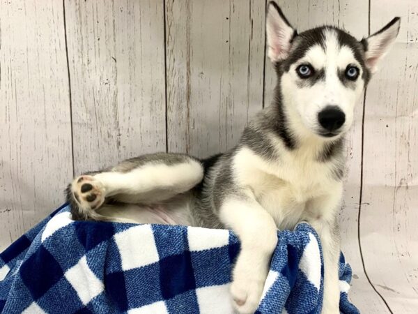 Siberian Husky DOG Female Black & White 21294 Petland Fort Myers, Florida