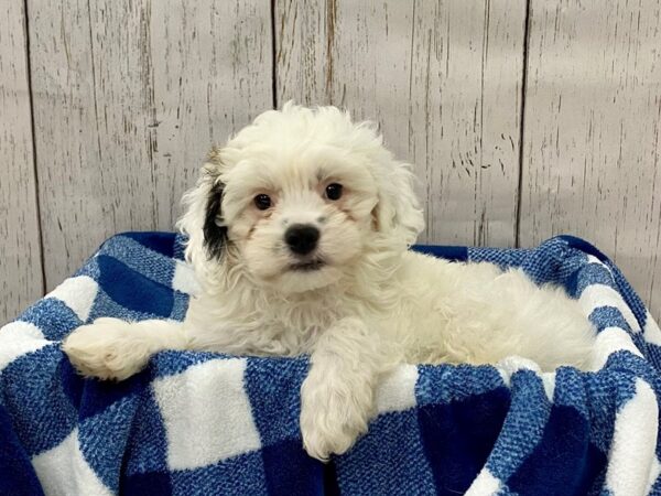 Hava Poo-DOG-Male-Black & White-21303-Petland Fort Myers, Florida