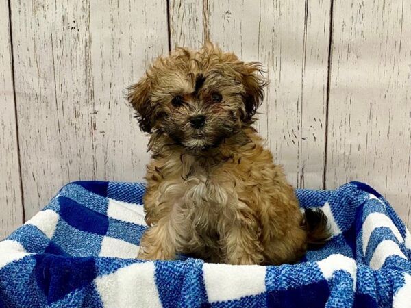 Hava Poo DOG Female Black & White 21304 Petland Fort Myers, Florida