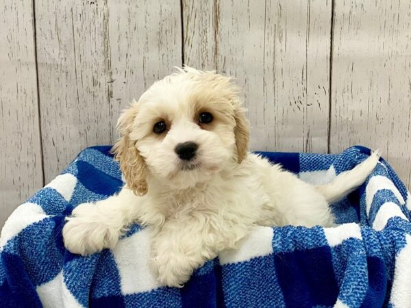 Cava Chon-DOG-Male-Blenheim-21302-Petland Fort Myers, Florida