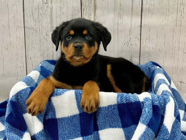 Rottweiler DOG Female Black & Rust 21298 Petland Fort Myers, Florida