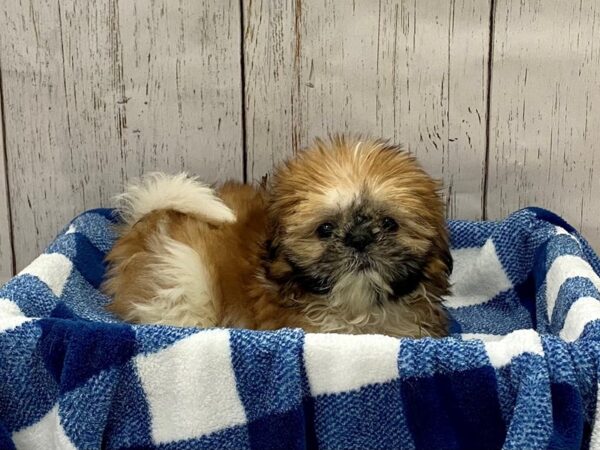 Shih Tzu DOG Female Gold & White 21300 Petland Fort Myers, Florida