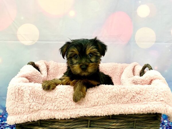 Yorkshire Terrier DOG Female Black & Tan 21325 Petland Fort Myers, Florida