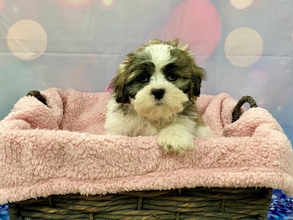 Shih Tzu DOG Female Brown & White 21321 Petland Fort Myers, Florida