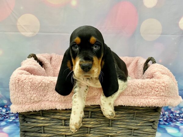 Basset Hound DOG Female Tri 21328 Petland Fort Myers, Florida