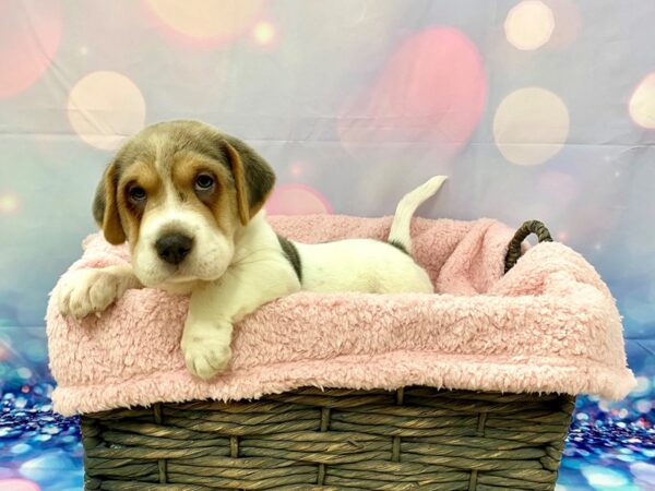 Walrus DOG Female Lilac 21329 Petland Fort Myers, Florida