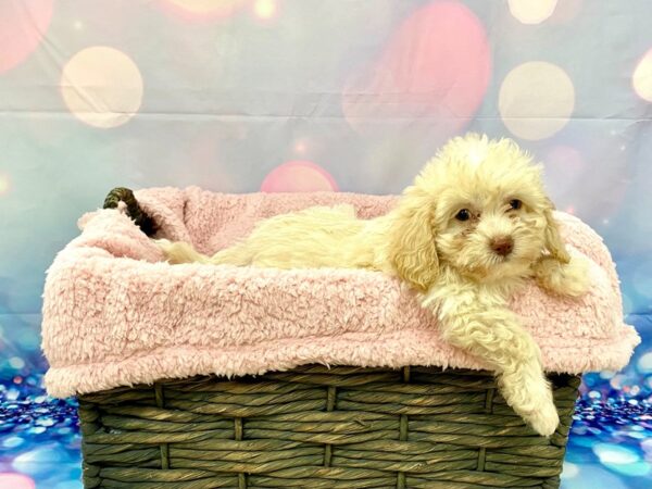 Daisy Dog-DOG-Male-Cream-21323-Petland Fort Myers, Florida