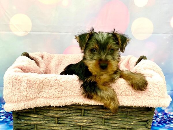 Yorkshire Terrier DOG Male Black & Tan 21326 Petland Fort Myers, Florida