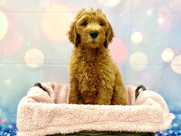 Goldendoodle 2nd Gen DOG Female Red 21313 Petland Fort Myers, Florida