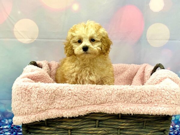 Maltipoo (Maltese/Poodle) DOG Male Ruby 21305 Petland Fort Myers, Florida