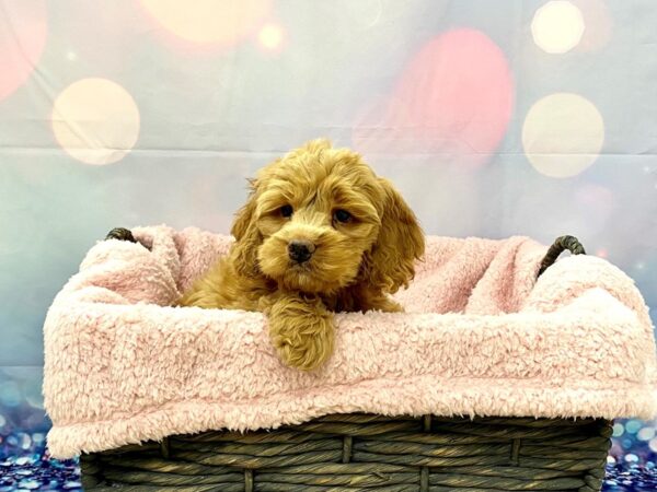 Cockalier (Cocker/Cavalier)-DOG-Male-Apricot-21306-Petland Fort Myers, Florida